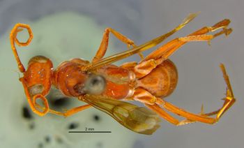 Media type: image;   Entomology 16533 Aspect: habitus dorsal view